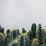 Diferentes especies de cactus en los que se observan lass características principales como sus espinas.