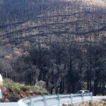Uno de los montes de Sierra Bermeja, un año después del incendio forestal