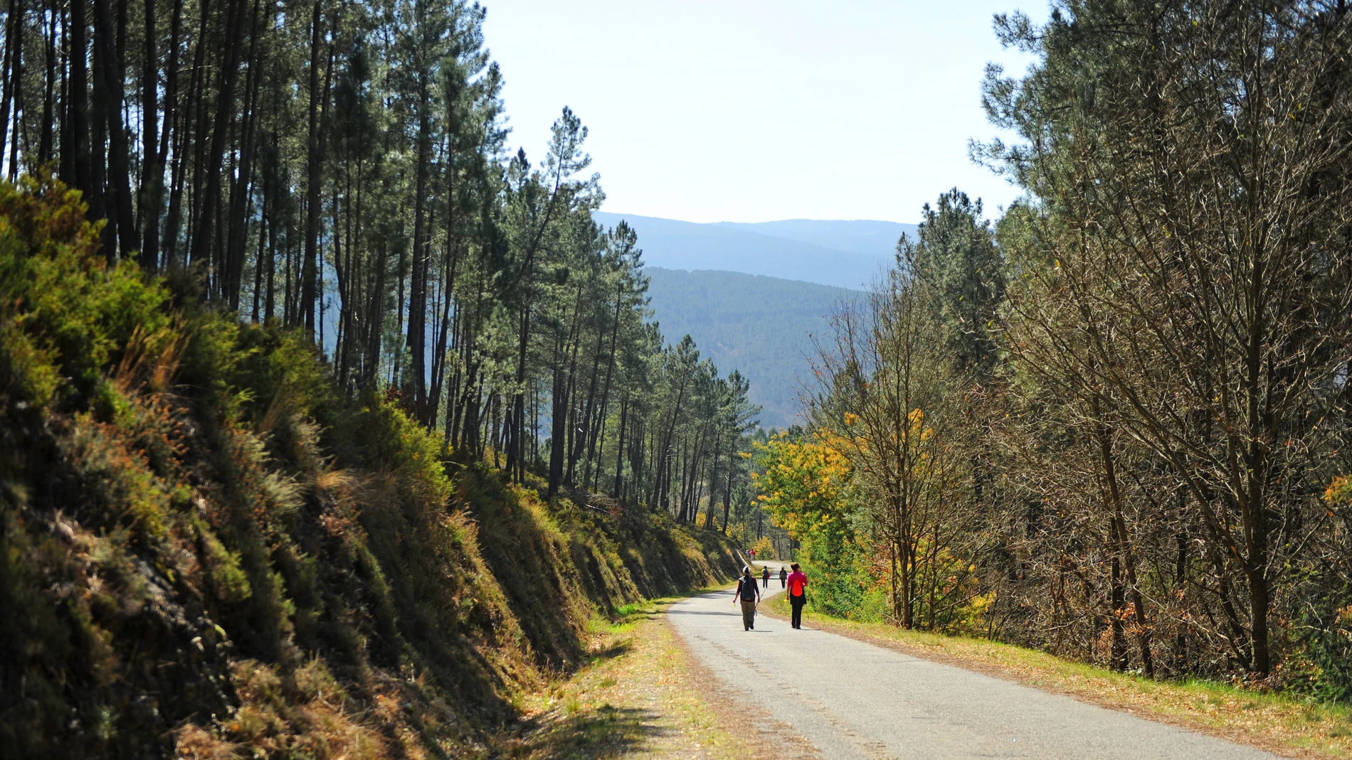 Camino de Santiago, Laza