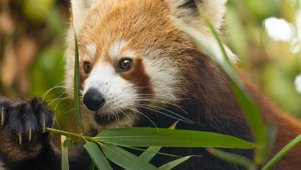 Panda rojo. BIOPARC FUENGIROLA