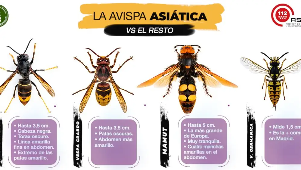 Distintas especies de avispa