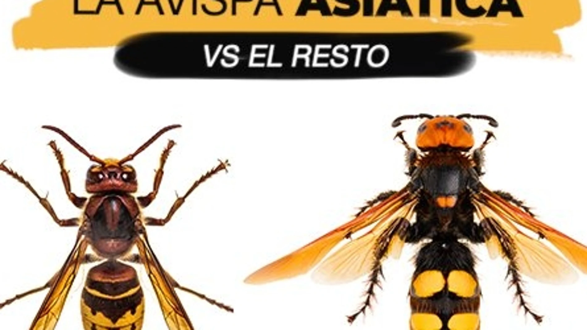 Distintas especies de avispa