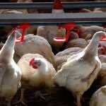 Gallinas en la granja