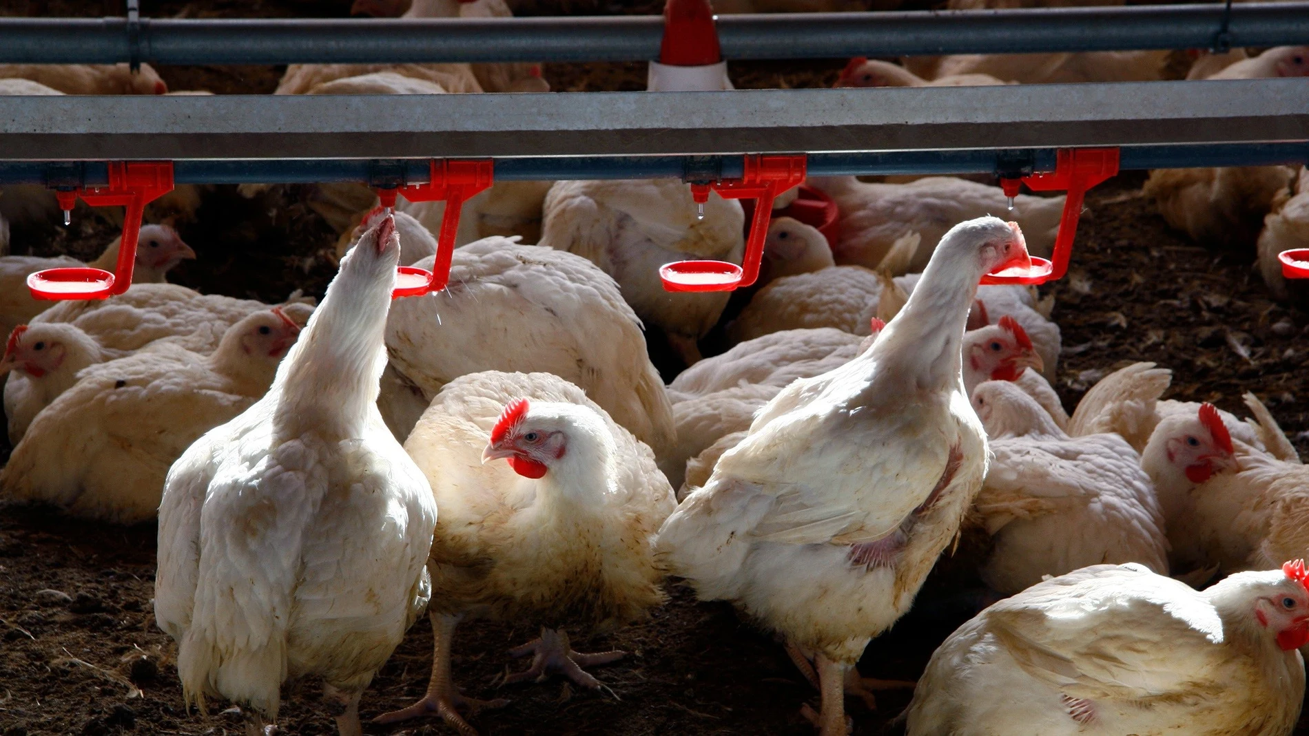 Gallinas en la granja