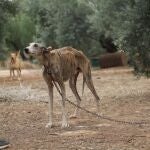 Estado que presentaba uno de los galgos rescatados en la finca de Cabra. GALGOS DEL SUR
