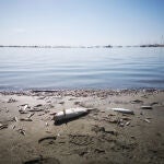 Mortandad de peces en el Mar Menor (Imagen de archivo)