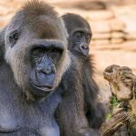 BIOPARC, referente en la conservación del gorila, especie en peligro crítico de extinción