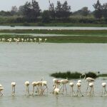 Doñana acoge múltiples ecosistemas y animales como los flamencos de la imagen y es Patrimonio de la Humanidad