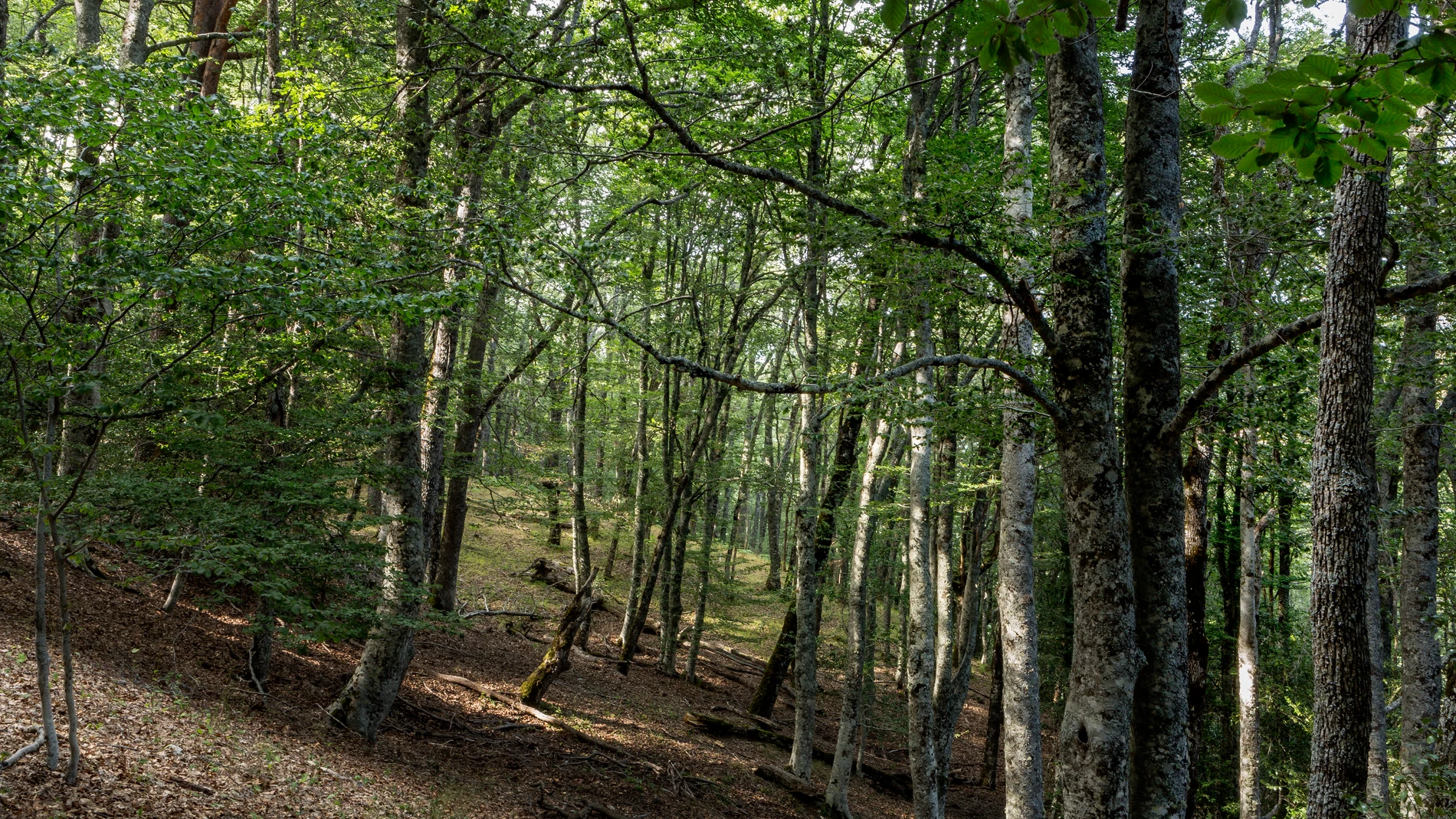 Vista del Hayedo de Montejo, Comunidad de Madrid