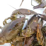 Cangrejo autóctono de la Península ibérica