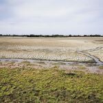 La laguna de Santa Olalla, la laguna permanente más grande de Doñana y la última que ha mantenido agua en agosto, ha terminado por secarse completamente, lo que se ha debido a un periodo de sequía intenso y la sobreexplotación del acuífero por el complejo turístico onubense de Matalascañas, lo que ha agravado la situación en Doñana. EFE/Banco de imágenes de la EBD/CSIC - SOLO USO EDITORIAL/SOLO DISPONIBLE PARA ILUSTRAR LA NOTICIA QUE ACOMPAÑA (CRÉDITO OBLIGATORIO) -