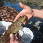 Imagen de archivo de una trucha