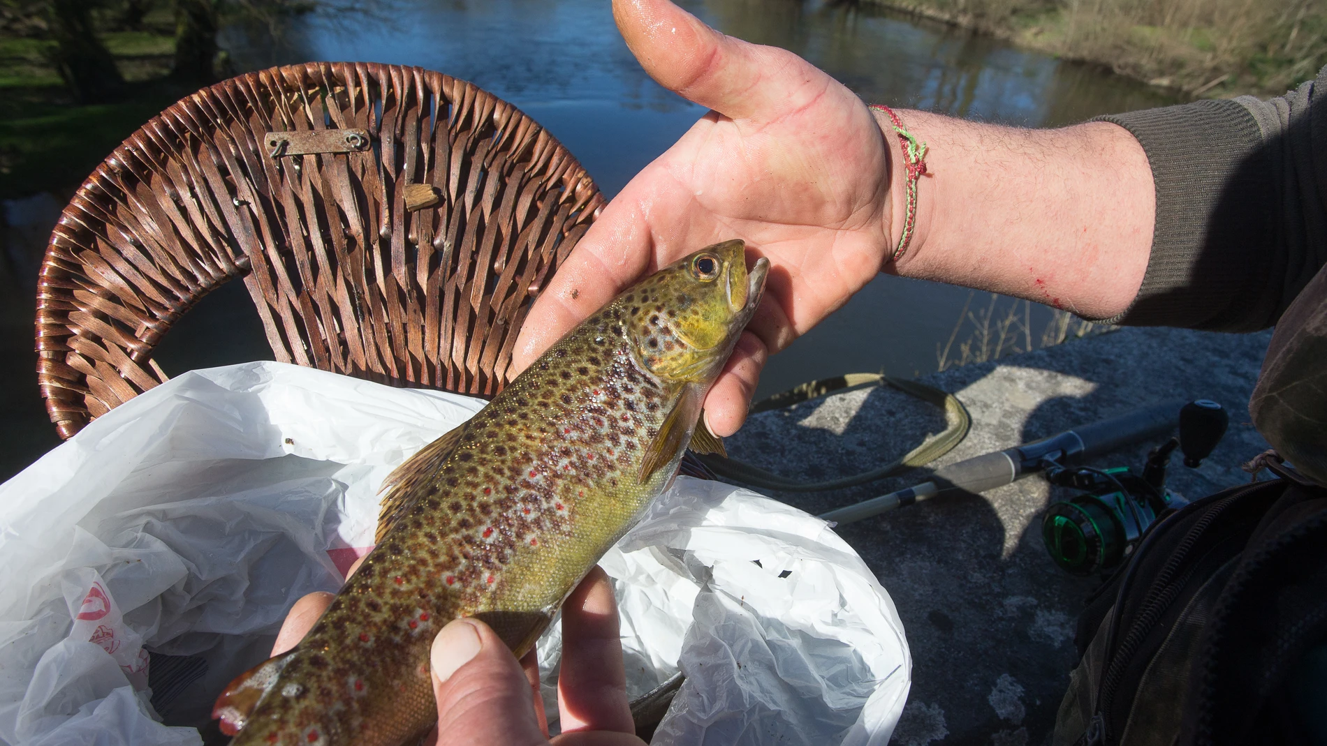 Imagen de archivo de una trucha