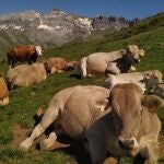 Vacas en un prado pirenaico