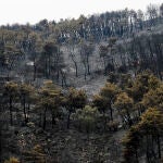 El incendio en Collado Mediano ya ha arrasado 83 hectáreas de monte