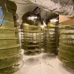 La Policía Nacional detiene al presunto responsable de una plantación "indoor" de marihuana en un chalet de lujo