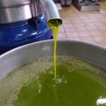 Aceite de oliva virgen extra fluyendo en una almazara cordobesa
