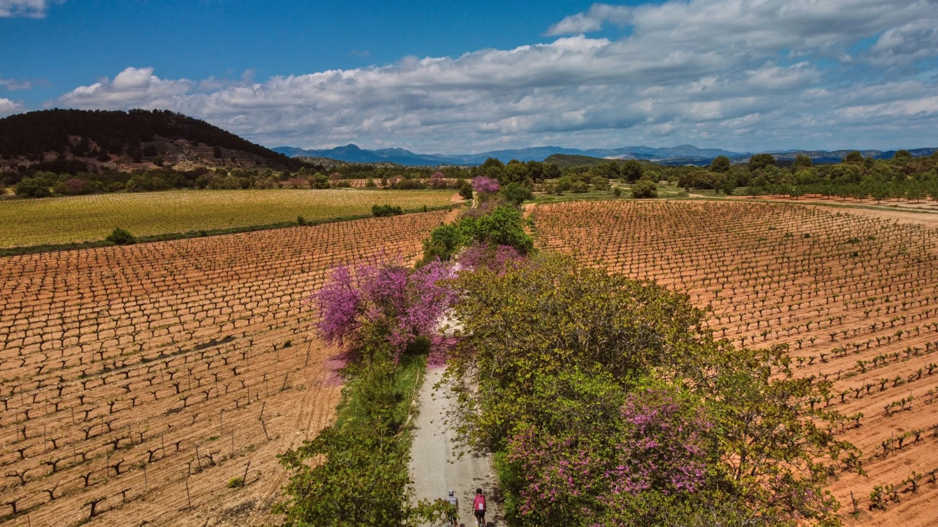 Aunque también hay ciclistas, la mayor parte de los usuarios de las vías verdes de la Región son peatones