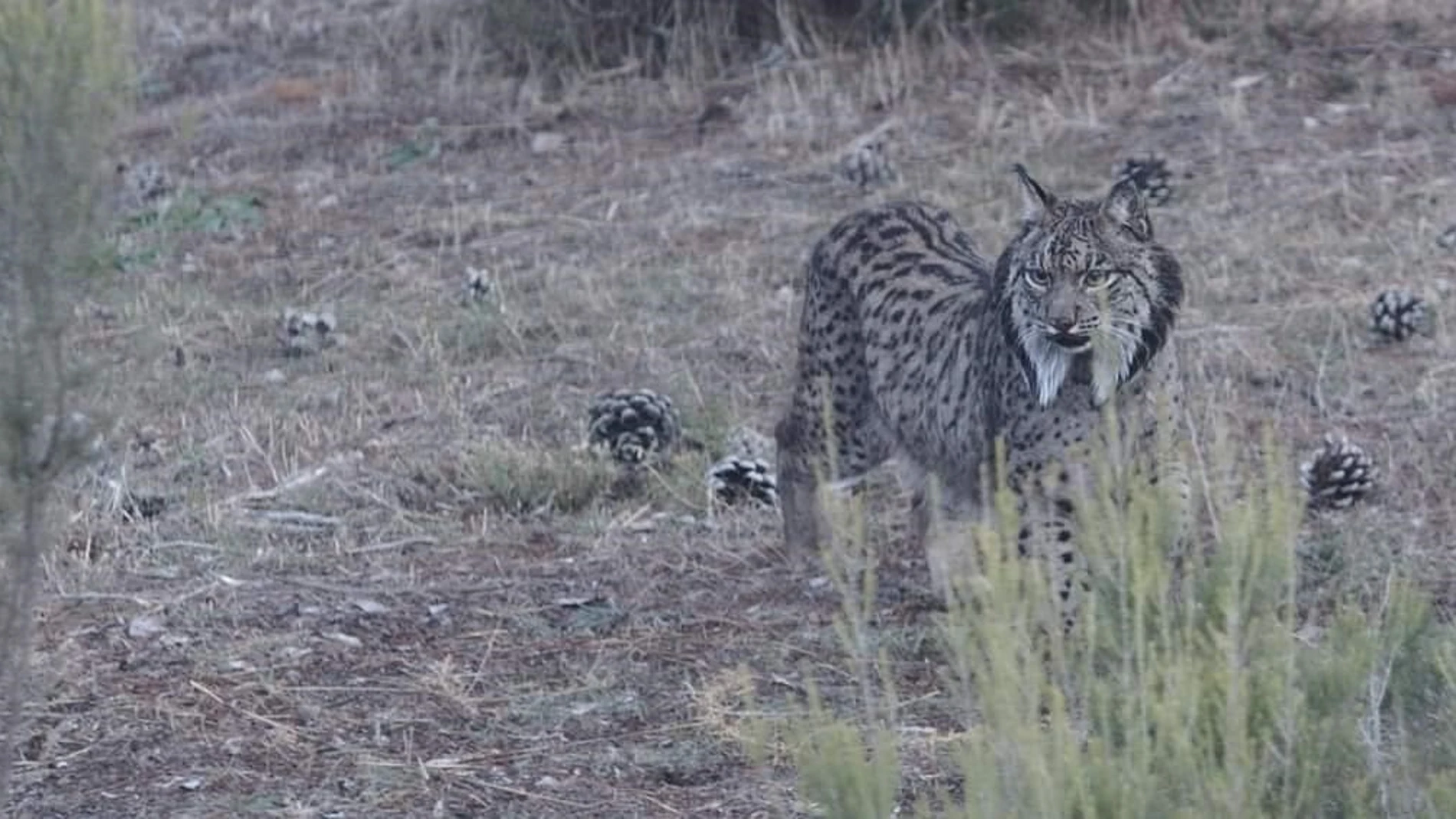 Imagen de un ejemplar de lince ibérico