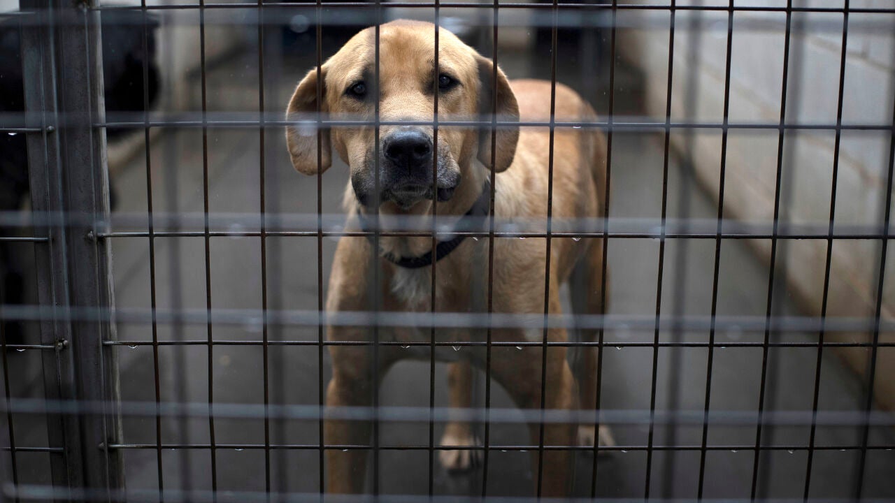 Cómo adoptar un perro 