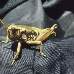 Localizados nuevos ejemplares de saltamontes Podisma Carpetana, que hace años se creía extinguido en la Comunidad de Madrid