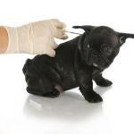 Implantación del microchip de identificación a un cachorro de bulldog francés