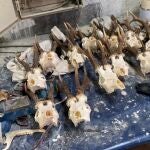 La Guardia Civil desarticula una trama de cazadores furtivos dedicada a la taxidermia ilegal en Madrid