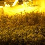 Una de las plantaciones de marihuana desmanteladas en la Cañada Real Galiana