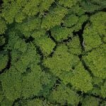 Cada vez son más las entidades que se suman a la compensación de la huella de carbono en nuestro país.