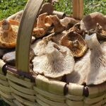 Cesta para recoger setas y níscalos