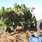 Nuevas vendimia en el Condado de Huelva