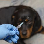 ¿Qué hacer si te muerde un perro con rabia?