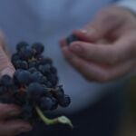 Vendimia de Bodegas Santalba, situado en La Rioja, al norte de España