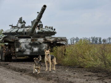 Perros junto a un carro de combate ruso capturado por soldados ucranianos en Jarkov