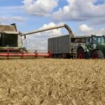 Una cosechadora recoge trigo en un campo en imagen de archivo
