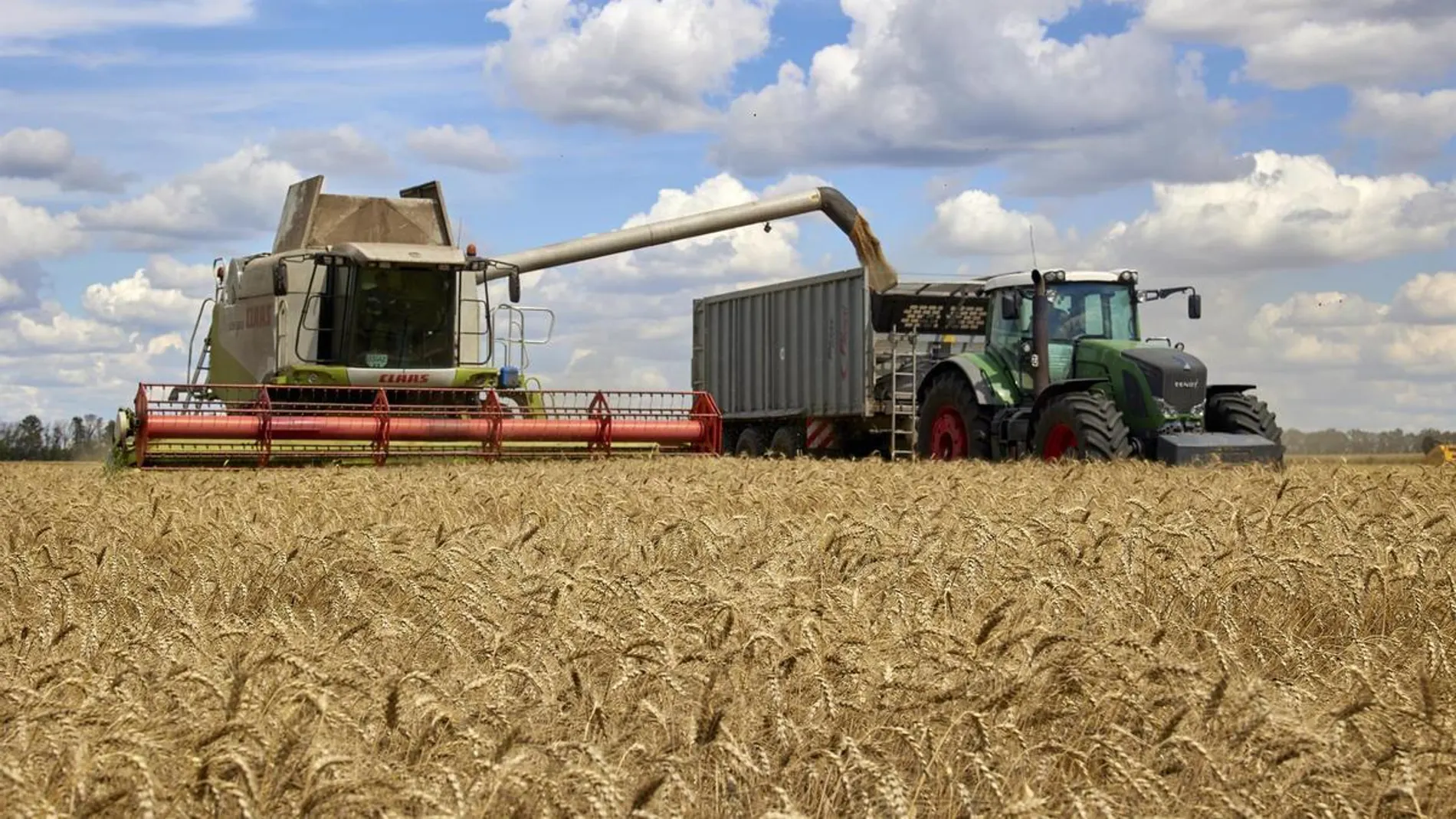 Una cosechadora recoge trigo en un campo en imagen de archivo