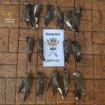 Tórtolas europeas, especie amenazada, abatidas en el Parque Natural Sierra Norte de Sevilla