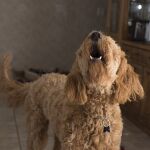 Perro ladrando en casa