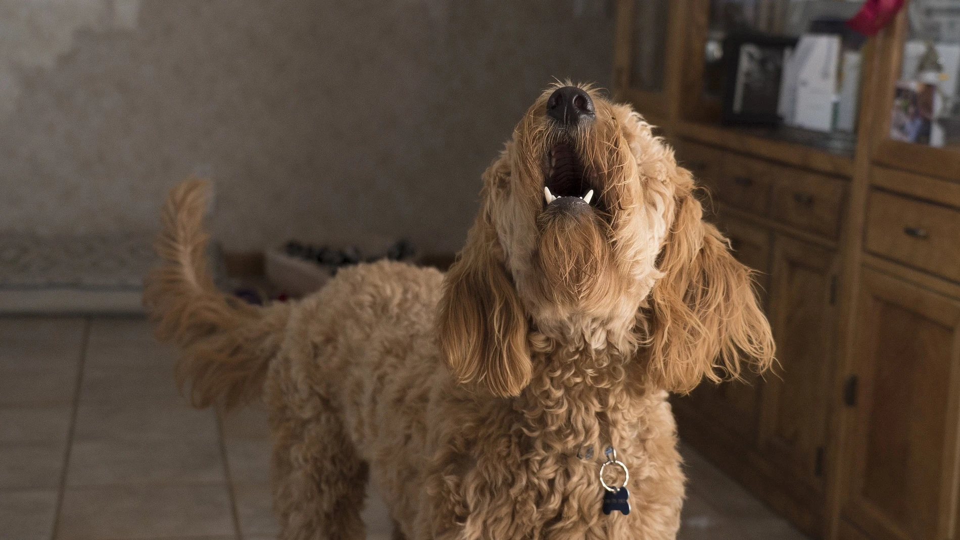 Perro ladrando en casa