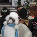 Los perros son los protagonistas de estas curiosas vacaciones.