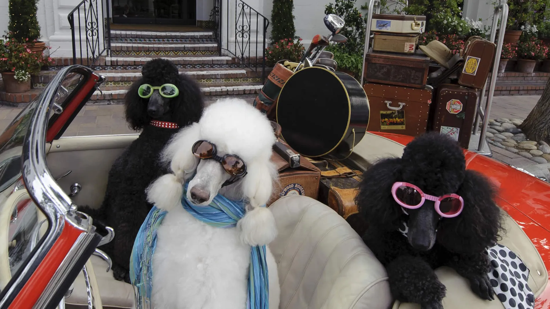Los perros son los protagonistas de estas curiosas vacaciones.