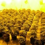 Plantas de marihuana intervenidas