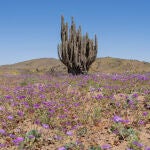 Los investigadores han identificado aquellos que deberían tener la máxima prioridad para la conservación de la naturaleza del suelo