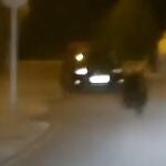 Un oso se pasea por las calles de Ponferrada