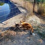 Imagen del zorro atrapado que tenía una pata casi completamente seccionada