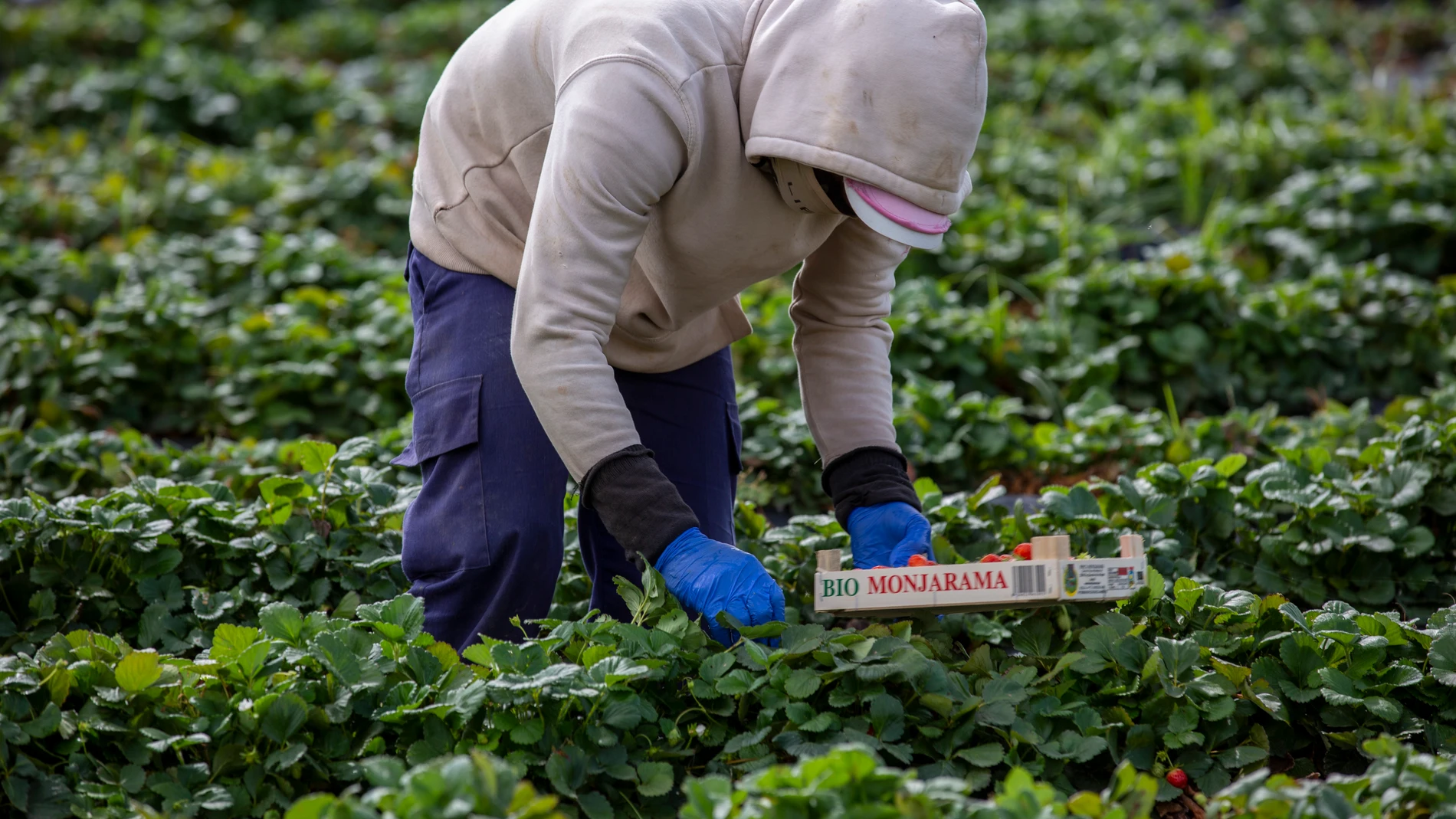 Un trabajador revisa un cultivo dentro de una empresa de agricultura ecológica