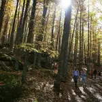 Castañar en el Valle del Tiétar abulense