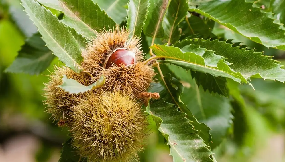 Fruto del castaño
