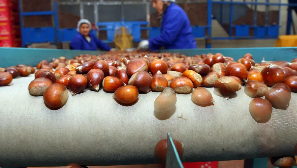 La cooperativa Gistredo de la localidad berciana de Noceda (León) comercializa castañas con el etiquetado de Marca de Garantía