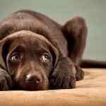 La exploración articular en las primeras visitas al veterinario son clave para un diagnóstico precoz